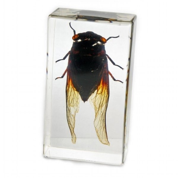 Ed Speldy East ED SPELDY EAST PW205 Paperweight  Medium  Cicada PW205